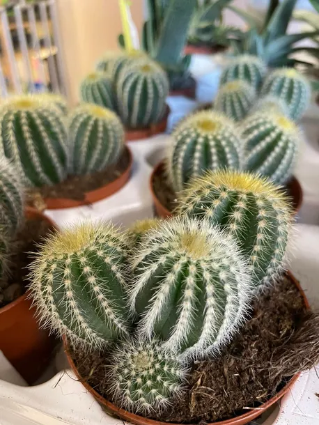 kaktus-parodia-warasii-rodzaj-rosliny-rosliny-zielone