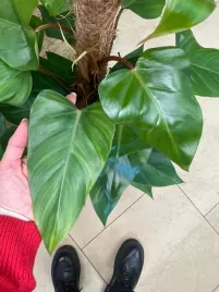 filodendron-or-philodendron-red-emerald