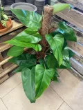 filodendron-or-philodendron-red-emerald-rodzaj-rosliny-rosliny-zielone