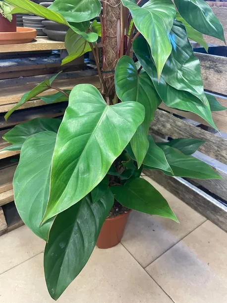 filodendron-or-philodendron-red-emerald-rodzaj-rosliny-rosliny-zielone