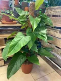 filodendron-or-philodendron-red-emerald-rodzaj-rosliny-rosliny-zielone