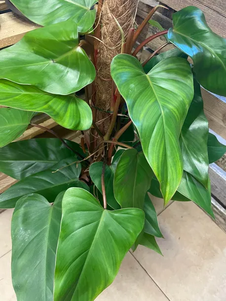 filodendron-or-philodendron-red-emerald-rodzaj-rosliny-rosliny-zielone