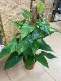filodendron-or-philodendron-red-emerald-rodzaj-rosliny-rosliny-zielone