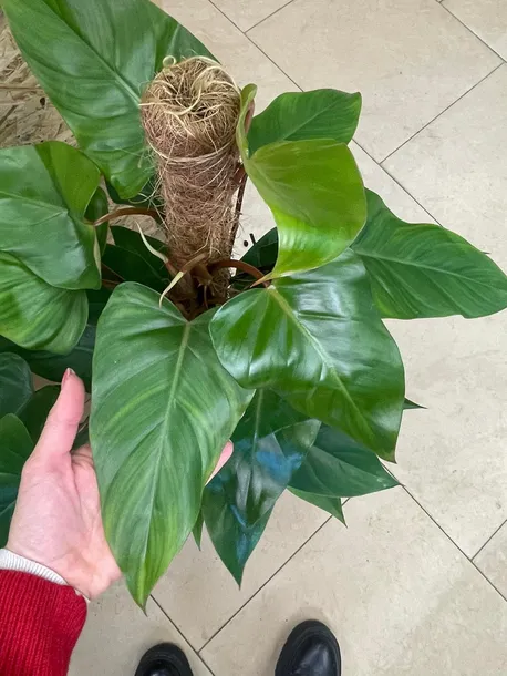 filodendron-or-philodendron-red-emerald-rodzaj-rosliny-rosliny-zielone