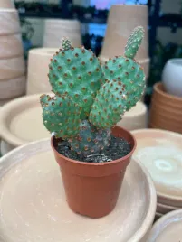 opuntia-macrocalyx-opuncja