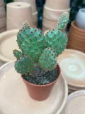 opuntia-macrocalyx-opuncja-rodzaj-rosliny-rosliny-zielone