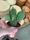 opuntia-macrocalyx-opuncja-rodzaj-rosliny-rosliny-zielone