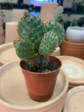 opuntia-macrocalyx-opuncja-rodzaj-rosliny-rosliny-zielone