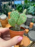 opuntia-macrocalyx-opuncja-rodzaj-rosliny-rosliny-zielone