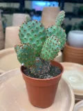 opuntia-macrocalyx-opuncja-rodzaj-rosliny-rosliny-zielone