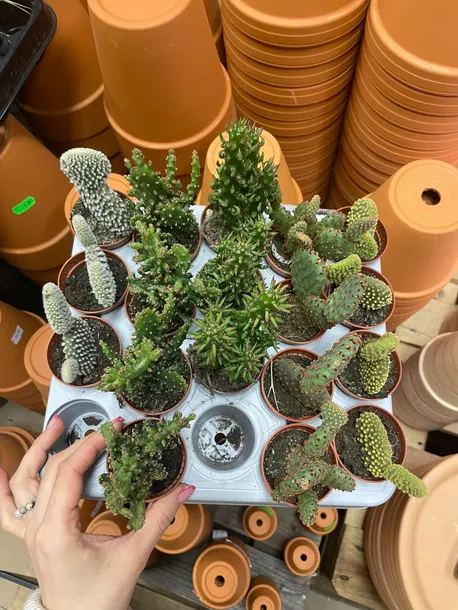 opuntia-macrocalyx-opuncja-rodzaj-rosliny-rosliny-zielone