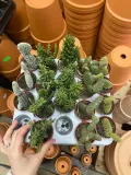 opuntia-macrocalyx-opuncja-rodzaj-rosliny-rosliny-zielone