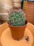 mammillaria-kaktus