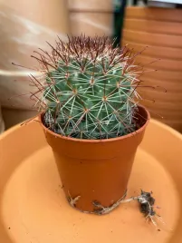 mammillaria-kaktus