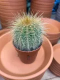 mammillaria-kaktus-rodzaj-rosliny-rosliny-zielone