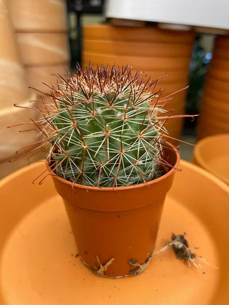 mammillaria-kaktus-rodzaj-rosliny-rosliny-zielone