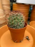 mammillaria-kaktus-rodzaj-rosliny-rosliny-zielone