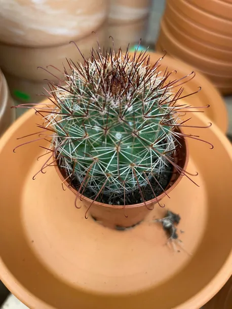 mammillaria-kaktus-rodzaj-rosliny-rosliny-zielone