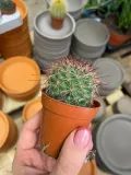 mammillaria-kaktus-rodzaj-rosliny-rosliny-zielone