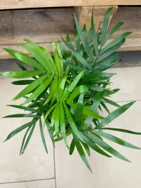 chamedora-mala-chamaedorea-elegans-palma
