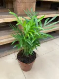 chamedora-mala-chamaedorea-elegans-palma-rodzaj-rosliny-rosliny-zielone
