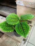 pilea-moon-valley