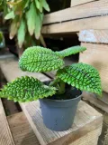 pilea-moon-valley-rodzaj-rosliny-rosliny-zielone