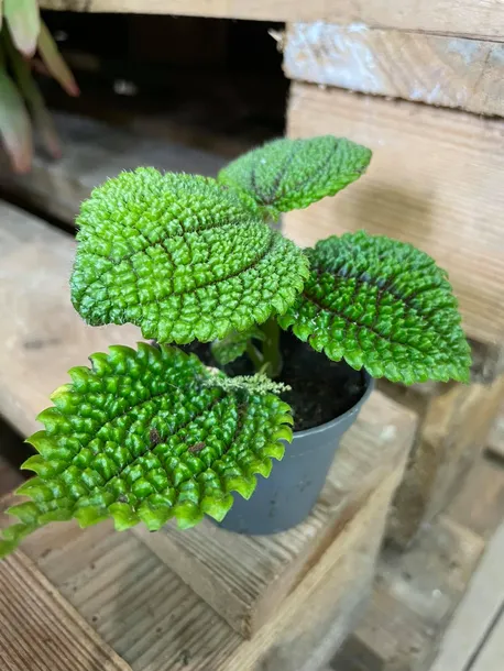 pilea-moon-valley-rodzaj-rosliny-rosliny-zielone