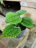 pilea-moon-valley-rodzaj-rosliny-rosliny-zielone
