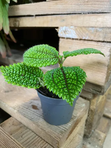 pilea-moon-valley-rodzaj-rosliny-rosliny-zielone