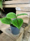 pilea-moon-valley-rodzaj-rosliny-rosliny-zielone