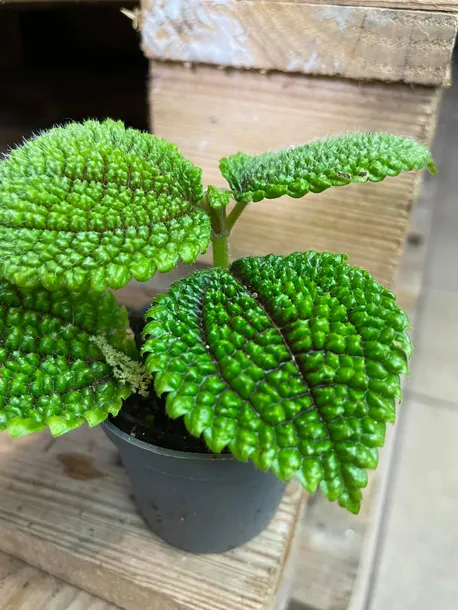 pilea-moon-valley-rodzaj-rosliny-rosliny-zielone