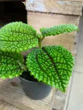 pilea-moon-valley-rodzaj-rosliny-rosliny-zielone