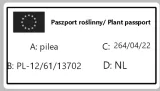pilea-moon-valley-rodzaj-rosliny-rosliny-zielone