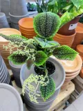 pilea-moon-valley-rodzaj-rosliny-rosliny-zielone