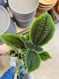 pilea-moon-valley-rodzaj-rosliny-rosliny-zielone