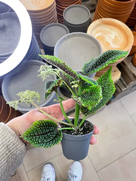 pilea-moon-valley-rodzaj-rosliny-rosliny-zielone