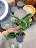pilea-moon-valley-rodzaj-rosliny-rosliny-zielone