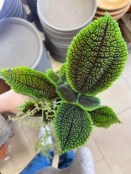 pilea-moon-valley-rodzaj-rosliny-rosliny-zielone