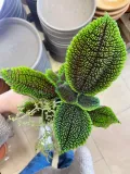 pilea-moon-valley-rodzaj-rosliny-rosliny-zielone