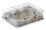 catchmaster-pulapka-na-pluskwy-4szt