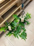 epiphyllum-chrysocardium-xl-rodzaj-rosliny-rosliny-zielone