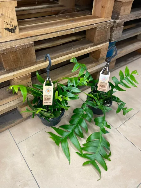 epiphyllum-chrysocardium-xl-rodzaj-rosliny-rosliny-zielone