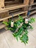 epiphyllum-chrysocardium-xl-rodzaj-rosliny-rosliny-zielone