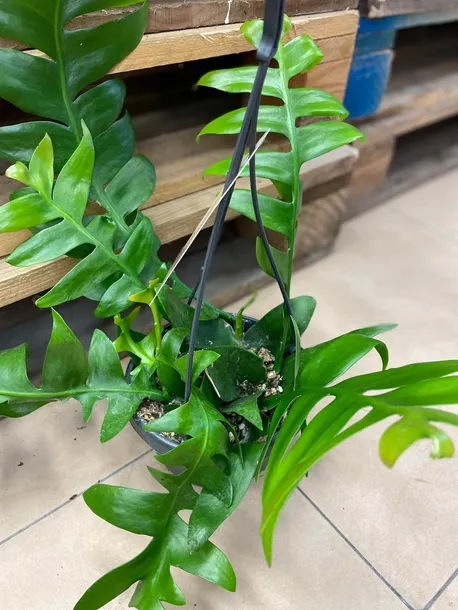 epiphyllum-chrysocardium-xl-rodzaj-rosliny-rosliny-zielone