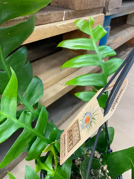 epiphyllum-chrysocardium-xl-rodzaj-rosliny-rosliny-zielone