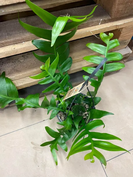 epiphyllum-chrysocardium-xl-rodzaj-rosliny-rosliny-zielone