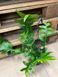 epiphyllum-chrysocardium-xl-rodzaj-rosliny-rosliny-zielone