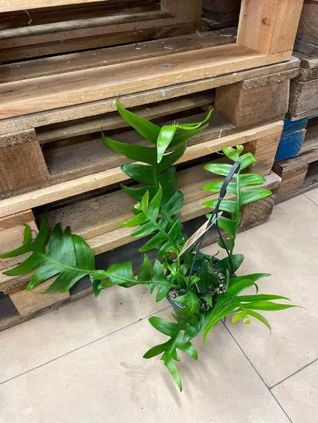 epiphyllum-chrysocardium-xl-rodzaj-rosliny-rosliny-zielone