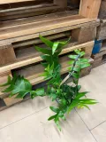 epiphyllum-chrysocardium-xl-rodzaj-rosliny-rosliny-zielone